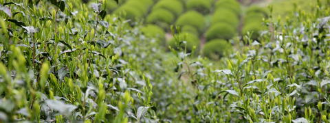 Four Seasons of Green Tea