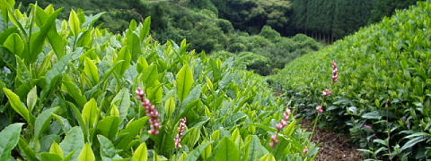 Organic Tea Farm