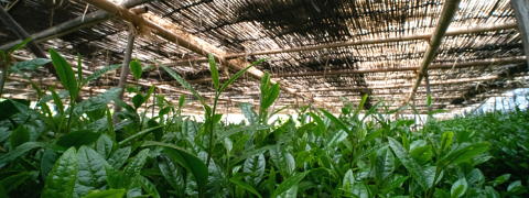 This Month's Tea - Karigane