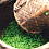 Shincha (Now Abailable!)