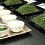 Tencha - Pure Elegant Flavor