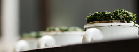 Kuradashi Gyokuro Super Premium