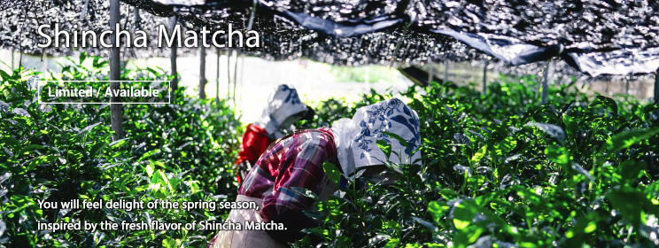 Shincha Matcha