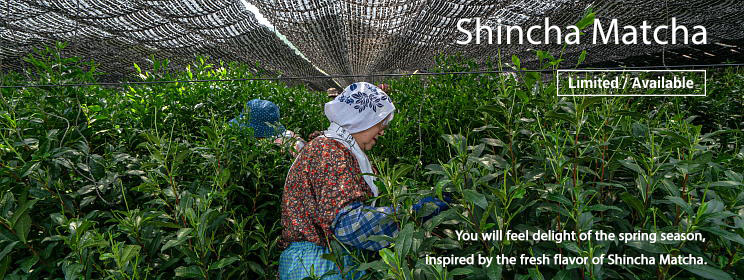 Shincha Matcha