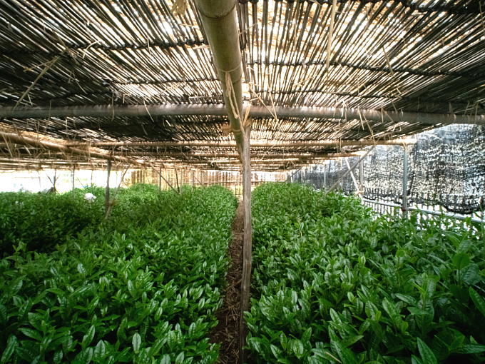 The traditional canopy used to shade tea plants from sunlight known as HONZU is unique and different from others. They are also important factors in creating the noble flavor and sweetness of the highest grade enriched Matcha.