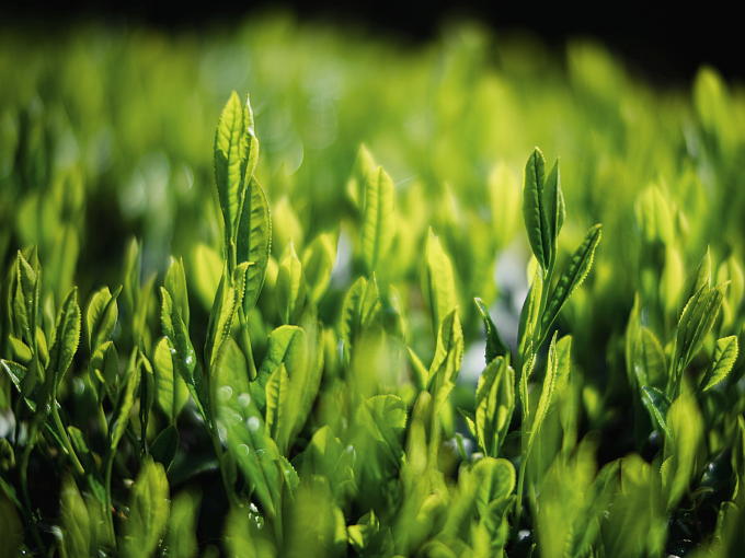 Long ago when special storage facilities did not exist, people continuously tried to keep tea leaves in good condition and to deepen the flavor.