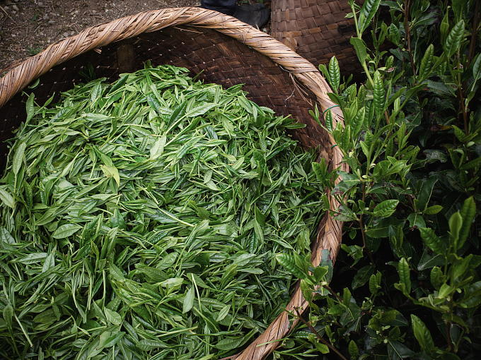 Hand-picked tea has an especially smooth and mellow taste.