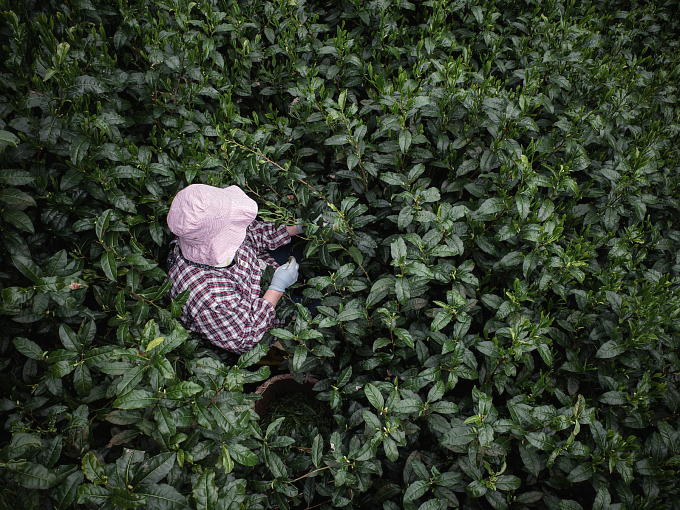 This tea is grown at the birth place of Uji tea. The tea grown here was presented to the Japanese Emperors for many years.