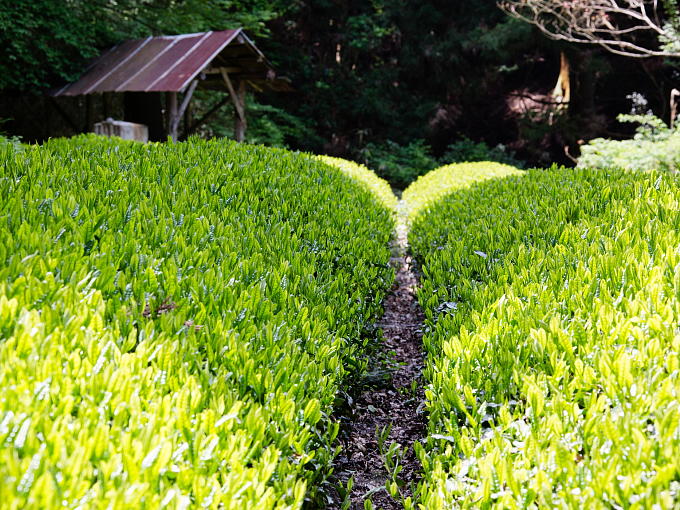 Yuyadani area where this tea grows is the birthplace of Uji tea and Sohen Nagatani who invented today's processing method of Japanese tea.