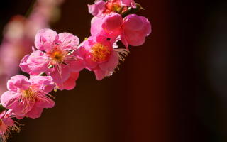Wall Paper Free Download