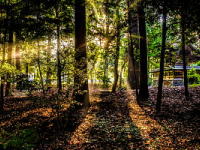 Wall Paper Free Download