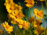Wall Paper Free Download