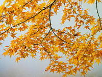 Wall Paper Free Download