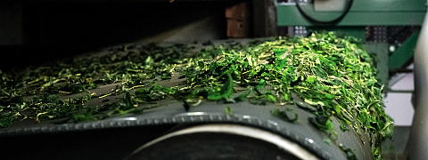 Tencha / Matcha Processing (Shincha News Flash! )