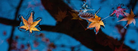 Coming of Autumn (Kuradashi Tea)