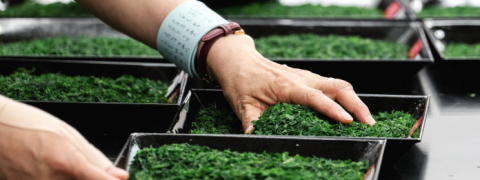 Tea Competition (Competition Grade Tea)