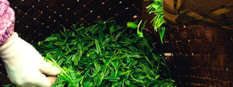 Shincha (the first tea of the year: Now Available!)