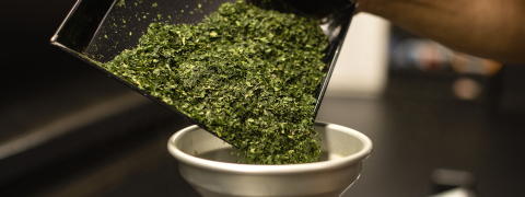 Why is Tencha Flavor a Secret? <br>(Tencha - Pure Elegant Flavor)