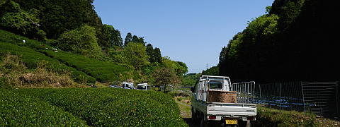 Harvest at the Birthplace of Uji Tea <br>(Shincha News Flash)