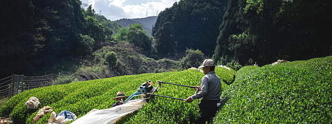 Organic Shincha Harvest <br>(Shincha News Flash)