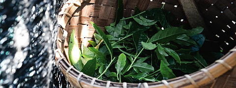 Shincha Harvest of Gyokuro and Matcha <br>(Shincha News Flash)