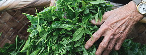 Why is Shincha So Refreshing? <br>(Shincha News Flash)