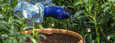 Cultivation and Production Steps (Tencha - Pure Elegant Flavor)