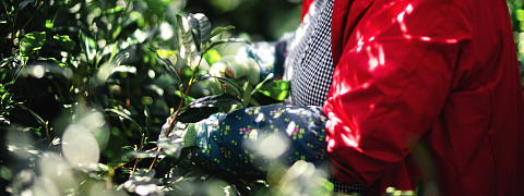 Hand picked harvest (Efforts for Kuradashi Tea)