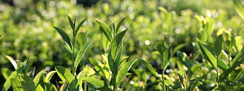 Managing the tea farm (Efforts for Kuradashi Tea)
