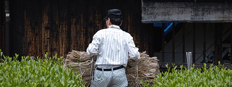 Why Do Farmers Grow Competition Grade Tea?