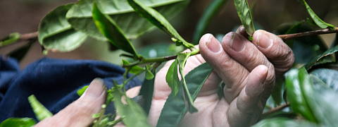 Growing Competition Grade Tea (Efforts for Competition Grade Tea)