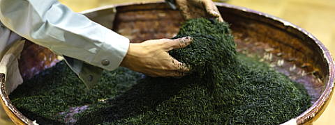 What is Blended Sencha? (Limited / Blended Sencha)