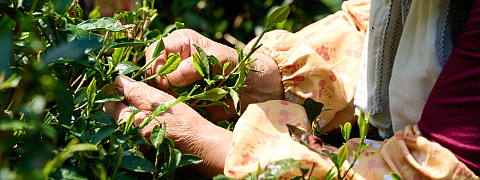 Process of Sorting Karigane (This Month's Tea)