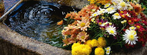 Tasting Sets (This Month's Tea)