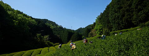 Harvest at the Birthplace of Uji Tea (Shincha News Flash)