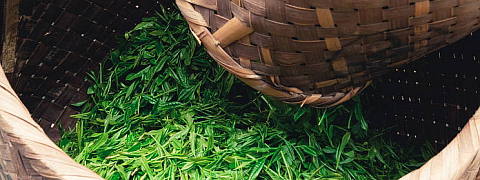 Shincha (the first tea of the year: Now Available!)