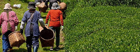 Shincha (the first tea of the year: Now Available!)