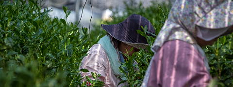 Shincha Harvest of Gyokuro and Matcha (Shincha News Flash)
