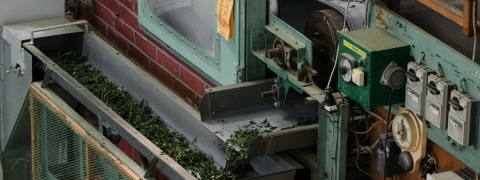 Tencha / Matcha Processing (Shincha News Flash)