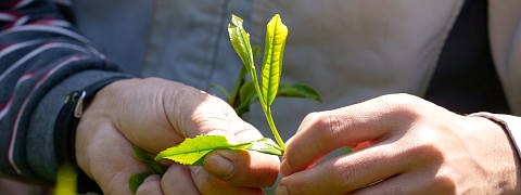 Why is Shincha So Refreshing? (Shincha News Flash)