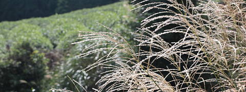 Coming of Autumn (Kuradashi Tea)