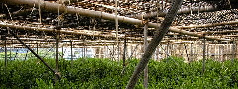Hand picked harvest (Efforts for Kuradashi Tea)