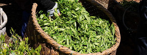 Shincha (the first tea of the year)